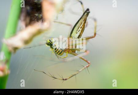 Il ragno Lynx amphing un pollinator mentre rimane nascosto sotto il mimeted del fiore. Grandi setole spinosi sulle gambe lunghe del ragno. Foto Stock