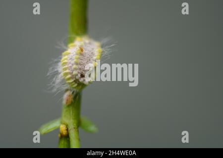 mealybug, una piccola foto macro linfa-succhiando insetti scaly close-up. Foto Stock
