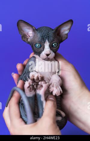Femmina allevatore di crattery sta tenendo gattino di razza canadese senza capelli di colore blu e bianco nelle sue mani. Sfondo blu. Concetti e idee Foto Stock