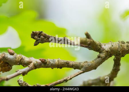 Larva (Catocala spugsa) in quercia, mimetizzazione, selvaggia Finlandia Foto Stock