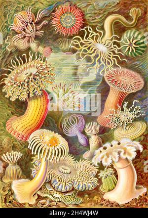 Ernst Haeckel - Actiniae - 1904 Foto Stock