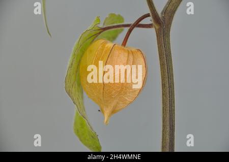 Physalis frutta in un gaden Foto Stock