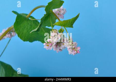 grano saraceno in fiore su sfondo blu Foto Stock