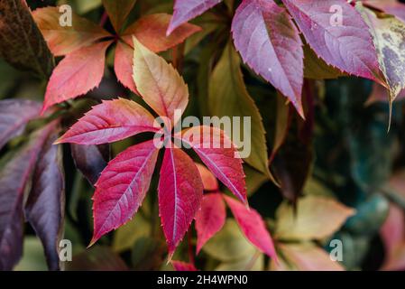 Foglie colorate di autunno della virginia super-riduttore che copre la recinzione, la texture naturale di foglie di vite multicolore caduta Foto Stock