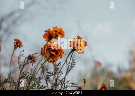 Fiori arancioni in giardino d'autunno contro il cielo blu Foto Stock