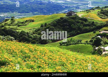 Bel paesaggio di Daylily (Hemerocallis fulva, Orange Daylily) fiori con montagne e piattaforma di osservazione, scenario di fiori di arancio daylily Foto Stock