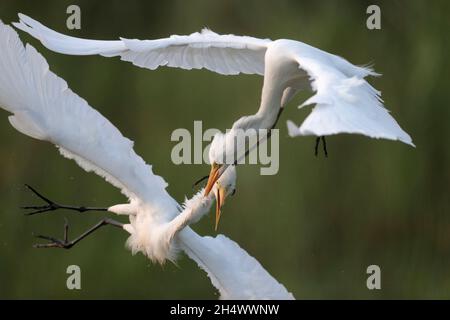 Intermedio Egrets (Ardea intermedea), lotta a mezz'aria, Riserva Naturale mai po, Hong Kong 27 settembre 2021 Foto Stock