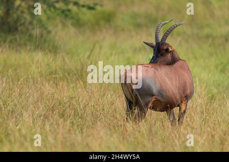 Topi antilope - Damaliscus lunatus, bella grande antilope da savane e cespugli africani, Parco Nazionale della Regina Elisabetta, Uganda. Foto Stock