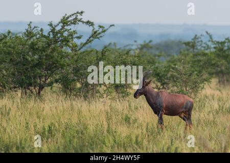 Topi antilope - Damaliscus lunatus, bella grande antilope da savane e cespugli africani, Parco Nazionale della Regina Elisabetta, Uganda. Foto Stock