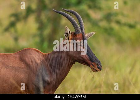 Topi antilope - Damaliscus lunatus, bella grande antilope da savane e cespugli africani, Parco Nazionale della Regina Elisabetta, Uganda. Foto Stock
