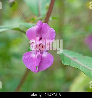 Primo piano di una fioritura del touch-me-not ghiandolare, Impatiens glandulifera Foto Stock