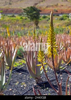 Campo di una fattoria con piante di aloe vera Foto Stock