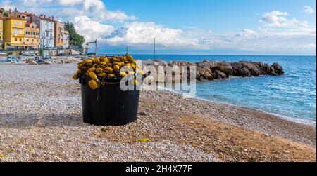 Secchio nero con rete da pesca a Moscenicka draga Foto Stock