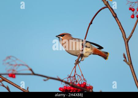 Una Waxwing boema (Bombycilla garrulus) che si alimenta di bacche in inverno nel Regno Unito Foto Stock