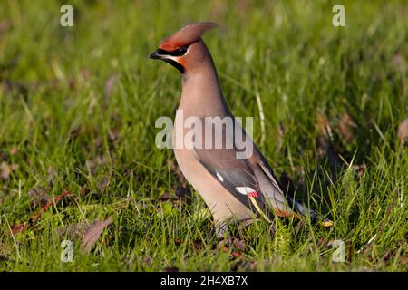 Una Waxwing boema (Bombycilla garrulus) su un prato in erba nel Regno Unito in inverno, raccogliendo bacche caduti Foto Stock