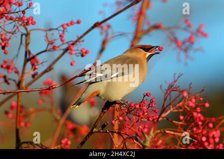 Una Waxwing boema (Bombycilla garrulus) che si alimenta di bacche in inverno nel Regno Unito Foto Stock