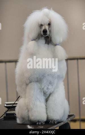Un barboncino standard al Crufts 2015 presso il NEC di Birmingham. Foto Stock
