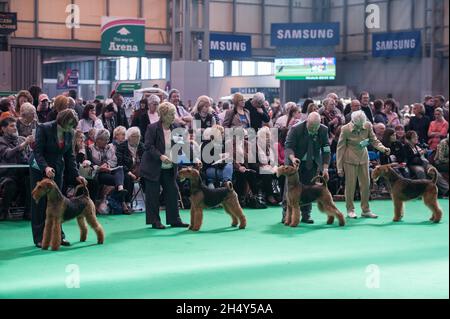 4° giorno di spettacolo di cani da crociera al NEC il 13 2016 marzo a Birmingham, Regno Unito. Foto Stock