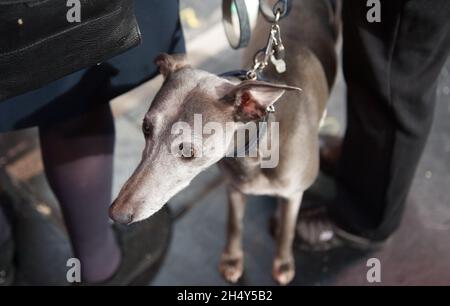 4° giorno di spettacolo di cani da crociera al NEC il 13 2016 marzo a Birmingham, Regno Unito. Foto Stock