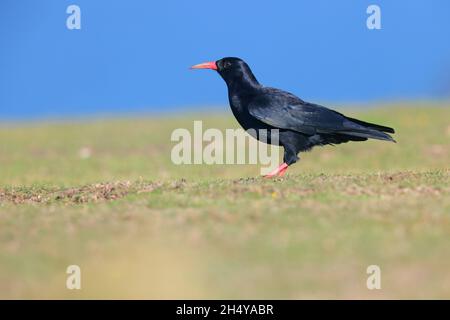 Una tosse adulta di colore rosso (pirrhocorax pirrhocorax), tosse della Cornovaglia o semplicemente tosse che si nutrono su un sentiero sulla costa nord della Cornovaglia Foto Stock