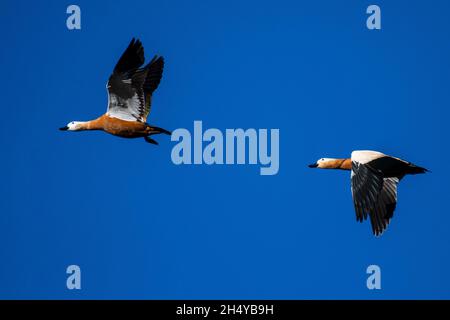 Due rifugi ruddy (Tadorna ferruginea) sono visti volare durante un giorno autunnale Foto Stock