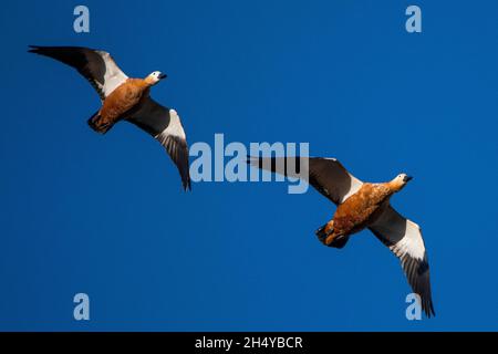 Due rifugi ruddy (Tadorna ferruginea) sono visti volare durante un giorno autunnale Foto Stock