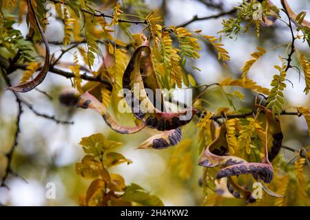 Legumi semi-maturi sui rami di una acacia tre spine, gleditsia triacanthos Foto Stock
