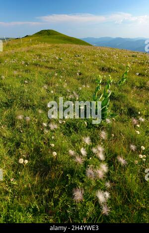 FRANCIA, ALTO RENO (68), PARCO NATURALE REGIONALE DEI BALLONS DES VOSGES, RISERVA NATURALE REGIONALE DEGLI HAUTES-CHAUMES DU ROTHENBACH, BATTERIEKOPF Foto Stock