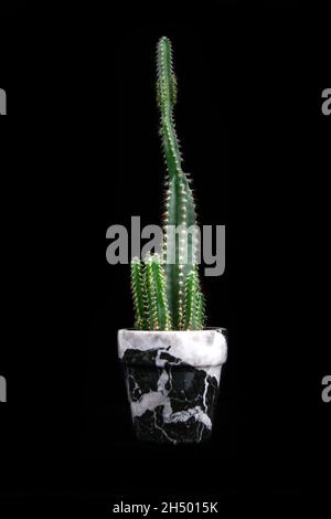 Primo piano di un cactus in una pentola di pianta su sfondo nero scuro. Foto Stock