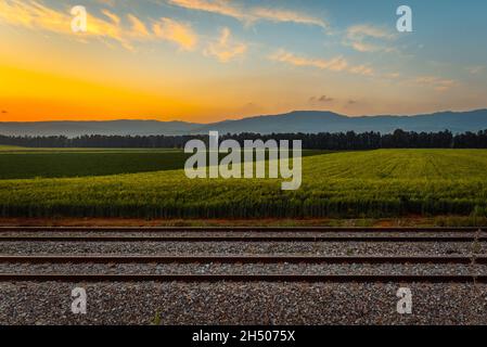 Tramonto sul campo di grano Foto Stock