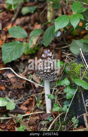 Magpie inkcap (Coprinopsis picacea), un fungo associato a boschi di faggio e terreni calcarei Foto Stock