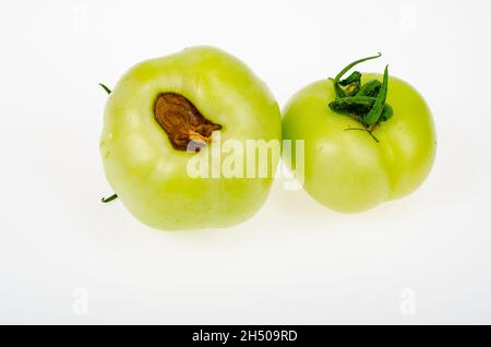 Malattie dei pomodori, marciume superiore su frutta. Foto studio. Foto Stock