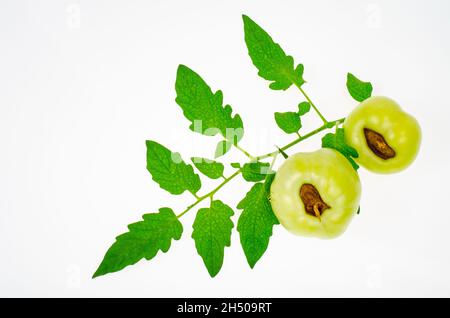 Malattie dei pomodori, marciume superiore su frutta. Foto studio. Foto Stock