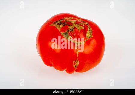Malattie dei pomodori, marciume superiore su frutta. Foto studio. Foto Stock