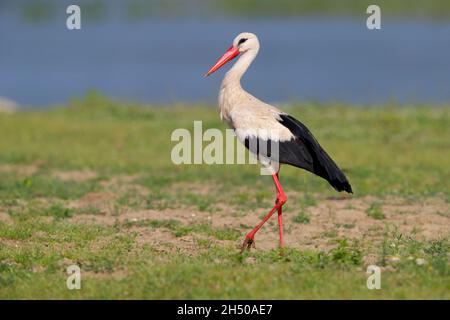 Una cicogna bianca adulta (Ciconia ciconia ciconia) che si alimenta in un campo in primavera nel nord della Grecia Foto Stock