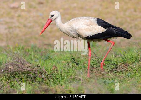 Una cicogna bianca adulta (Ciconia ciconia ciconia) che si alimenta in un campo in primavera nel nord della Grecia Foto Stock