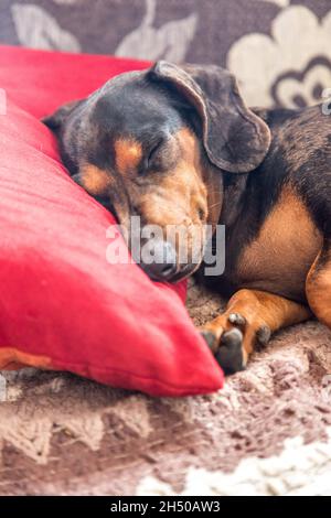 Primo piano verticale del dachshund che dorme su un cuscino rosso. Foto Stock