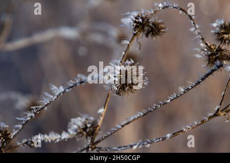 Pianta secca ricoperta di grandi cristalli di ghiaccio di hoarfrost isolati su sfondo nero Foto Stock