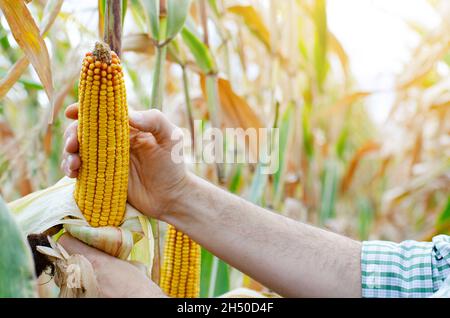 Pannocchie di mais asciutte pelate su stocchi di mais in mano del coltivatore Foto Stock