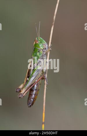 Heide-Grashüpfer, Heidegrashüpfer, Liniierter Grashüpfer, Panzers Grashüpfer, Grashüpfer, Weibchen, Stenobothrus lineatus, cavalletta alata a strisce, Foto Stock