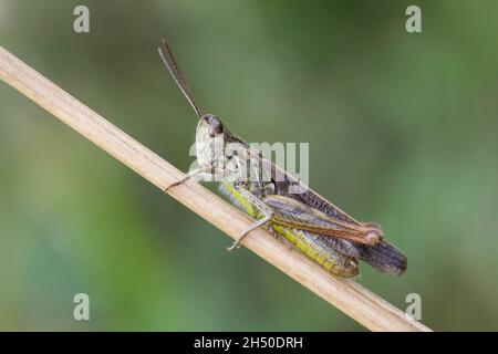 Nachtigall Grashüpfer, Nachtigall-Grashüpfer, Grashüpfer, Männchen, Chorthippus biguttulus, Stauroderus biguttulus, Chorthippus variabilis, ad arco Foto Stock