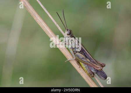 Nachtigall Grashüpfer, Nachtigall-Grashüpfer, Grashüpfer, Männchen, Chorthippus biguttulus, Stauroderus biguttulus, Chorthippus variabilis, ad arco Foto Stock