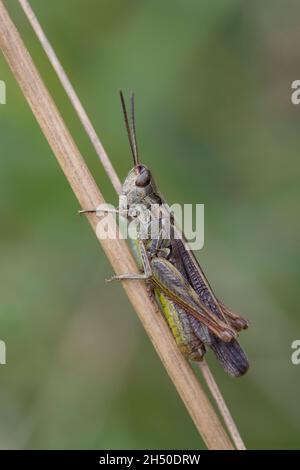 Nachtigall Grashüpfer, Nachtigall-Grashüpfer, Grashüpfer, Männchen, Chorthippus biguttulus, Stauroderus biguttulus, Chorthippus variabilis, ad arco Foto Stock