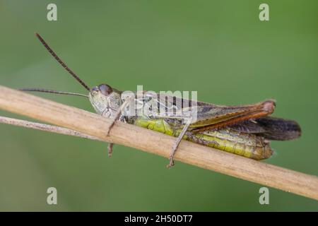 Nachtigall Grashüpfer, Nachtigall-Grashüpfer, Grashüpfer, Männchen, Chorthippus biguttulus, Stauroderus biguttulus, Chorthippus variabilis, ad arco Foto Stock