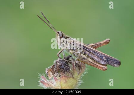 Nachtigall Grashüpfer, Nachtigall-Grashüpfer, Grashüpfer, Männchen, Chorthippus biguttulus, Stauroderus biguttulus, Chorthippus variabilis, ad arco Foto Stock