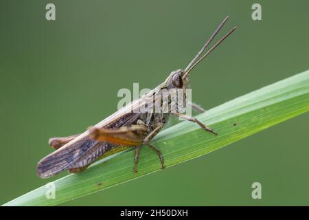 Nachtigall Grashüpfer, Nachtigall-Grashüpfer, Grashüpfer, Männchen, Chorthippus biguttulus, Stauroderus biguttulus, Chorthippus variabilis, ad arco Foto Stock