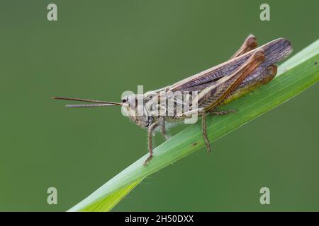 Nachtigall Grashüpfer, Nachtigall-Grashüpfer, Grashüpfer, Männchen, Chorthippus biguttulus, Stauroderus biguttulus, Chorthippus variabilis, ad arco Foto Stock