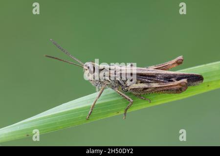 Nachtigall Grashüpfer, Nachtigall-Grashüpfer, Grashüpfer, Männchen, Chorthippus biguttulus, Stauroderus biguttulus, Chorthippus variabilis, ad arco Foto Stock