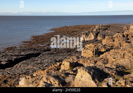 Due pescatori proprio sul punto a bassa marea cercando la loro fortuna con il pesce tra le rocce e alghe. Foto Stock