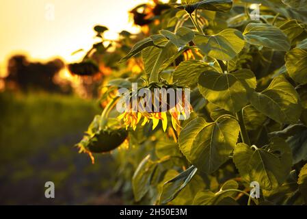 Vista da primo piano sui girasoli con retroilluminazione la sera estiva Foto Stock